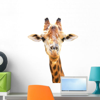 Closeup Portrait Giraffe White shown on a wall