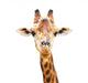Closeup Portrait Giraffe White