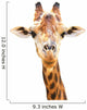 Closeup Portrait Giraffe White