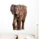 African Elephant