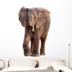 African Elephant