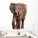 African Elephant
