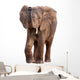 African Elephant