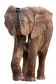 African Elephant