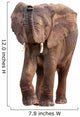 African Elephant