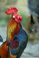 Crowing Rooster Wall Decal
