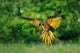 Landing Blue-and-yellow Macaw Ara Wall Decal