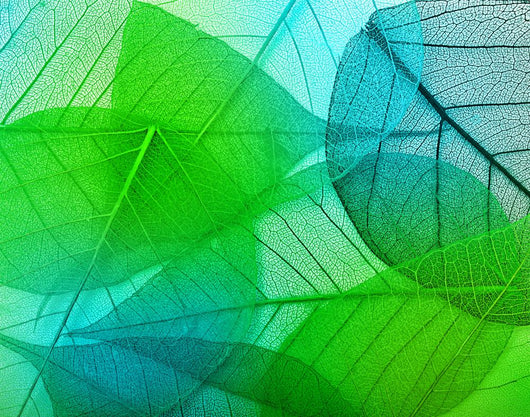 Macro Leaves