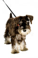 Walkies Wall Decal