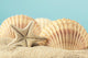 Starfish and Seashell Beach