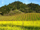 Napa Valley Wall Decal