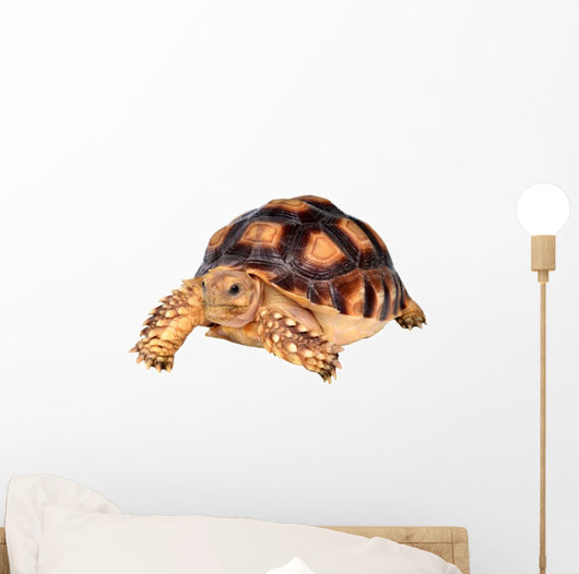 African Spurred Tortise Wall Decal