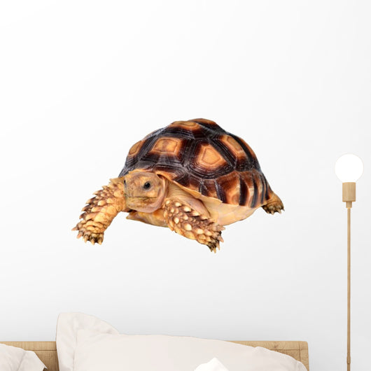 African Spurred Tortise Wall Decal