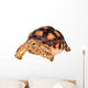 African Spurred Tortise Wall Decal