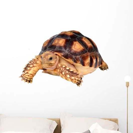 African Spurred Tortise Wall Decal