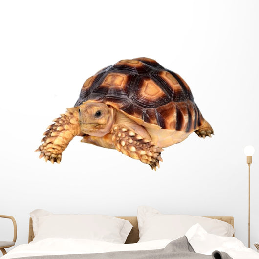 African Spurred Tortise Wall Decal