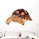 African Spurred Tortise Wall Decal