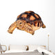 African Spurred Tortise Wall Decal