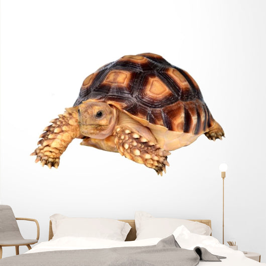 African Spurred Tortise Wall Decal