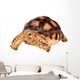 African Spurred Tortise Wall Decal