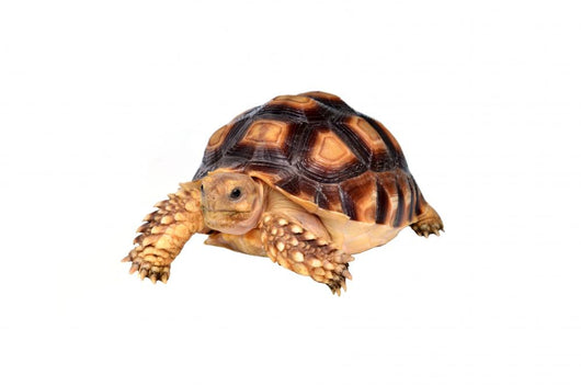 African Spurred Tortise Wall Decal