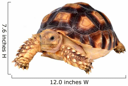 African Spurred Tortise Wall Decal