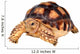 African Spurred Tortise Wall Decal