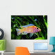 African Malawi Cichlid Wall Decal