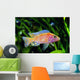 African Malawi Cichlid Wall Decal