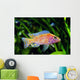 African Malawi Cichlid Wall Decal