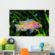 African Malawi Cichlid Wall Decal