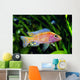 African Malawi Cichlid Wall Decal