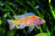 African Malawi Cichlid Wall Decal