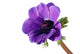 Purple anemone flower Wall Decal
