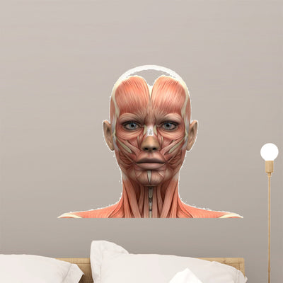 Female Head Muscles Anatomy shown on a wall