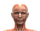 Female Head Muscles Anatomy