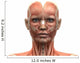 Female Head Muscles Anatomy