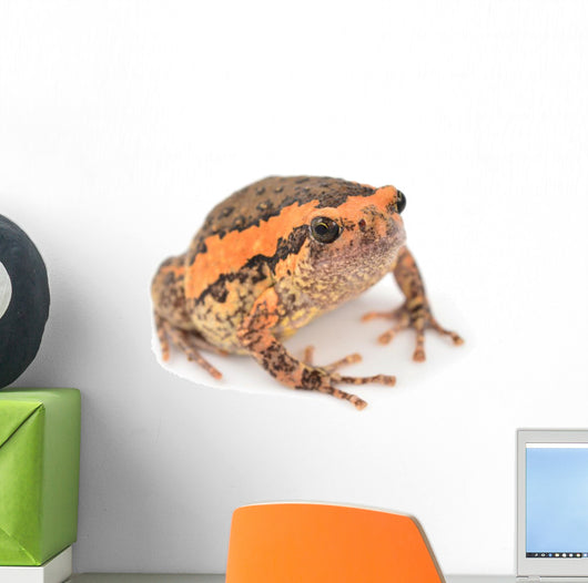 Bullfrog Wall Decal