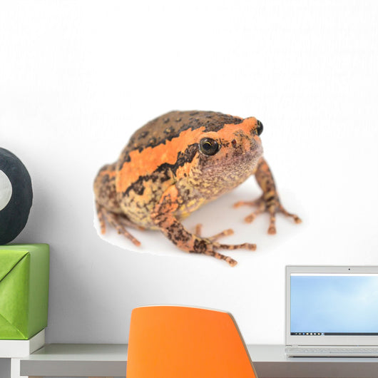 Bullfrog Wall Decal