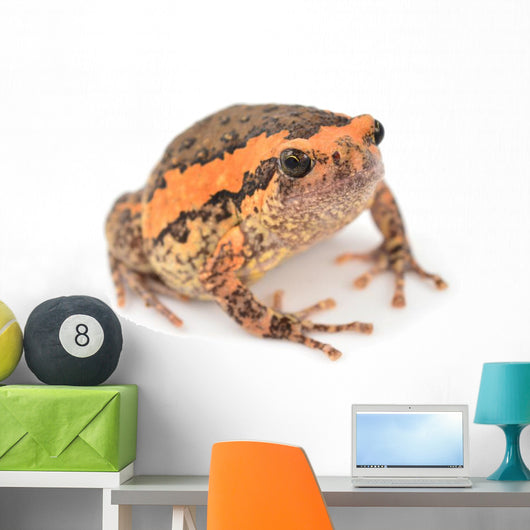 Bullfrog Wall Decal