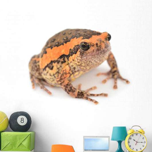 Bullfrog Wall Decal