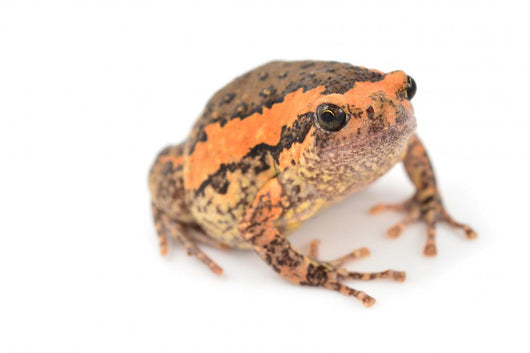 Bullfrog Wall Decal
