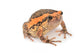 Bullfrog Wall Decal