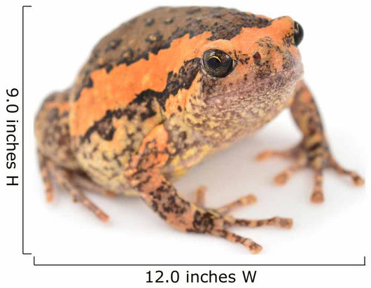 Bullfrog Wall Decal