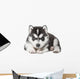 Puppy Portrait - Husky Wall Decal