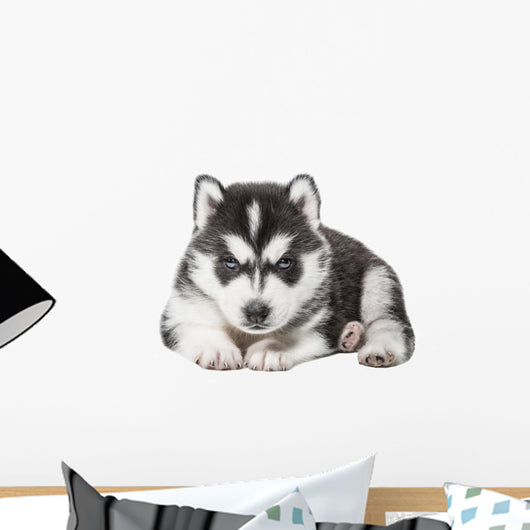Puppy Portrait - Husky Wall Decal