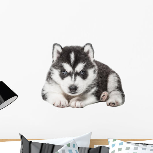 Puppy Portrait - Husky Wall Decal