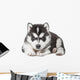 Puppy Portrait - Husky Wall Decal