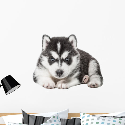Puppy Portrait - Husky Wall Decal