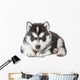 Puppy Portrait - Husky Wall Decal